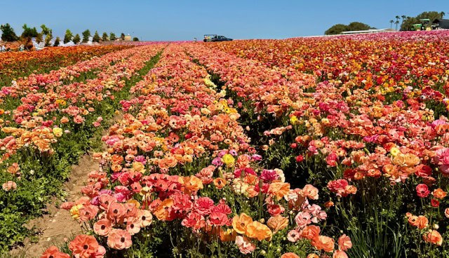 Rows of colorful ranunculus flowers blooming at The Flower Fields in Carlsbad California with vibrant spring landscape