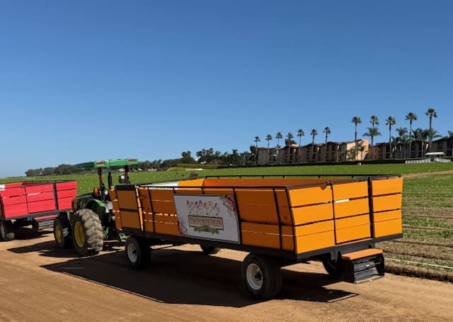 Tractor pulling colorful wagon tour at The Flower Fields in Carlsbad California with blooming fields and coastal views
