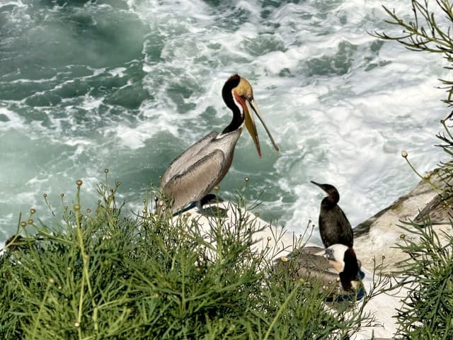 Brown pelican perched on coastal rocks above crashing ocean waves in La Jolla, California, alongside seabirds resting near the shoreline