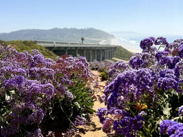 Purple sea lavender flowers blooming along the coastal trail near the Del Mar bridge overlooking the Pacific Ocean in Southern California