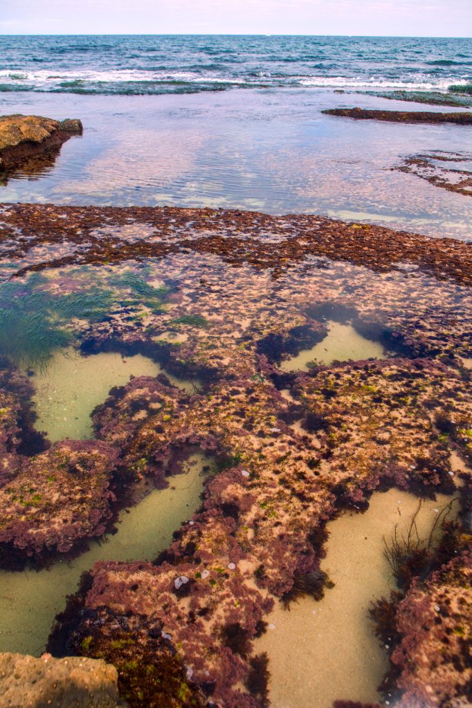 Colorful tide pools and rocky shoreline along the Pacific Ocean in La Jolla, California