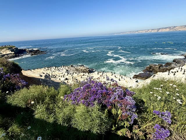 Purple sea lavender flowers overlooking the turquoise Pacific Ocean and coastal cliffs at La Jolla Cove in San Diego