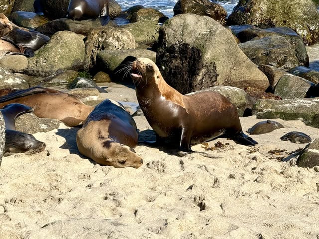 California sea lions resting and barking on the rocky shoreline at La Jolla Cove in San Diego, California
