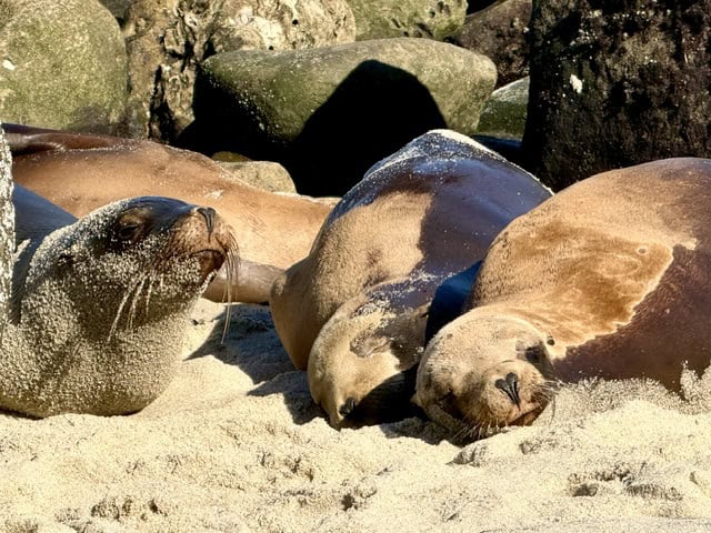 Close-up of California sea lions resting on the sandy beach near the rocks at La Jolla Cove in San Diego
