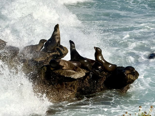 California sea lions gathered on rocky cliffs as ocean waves crash along the coast at La Jolla Cove in San Diego