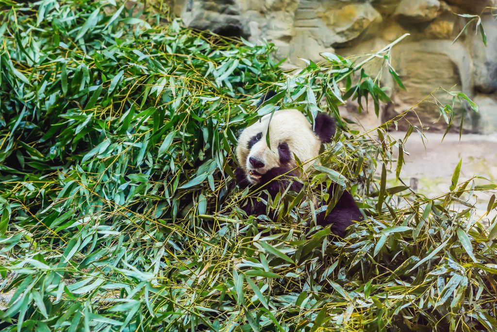 Giant panda eating fresh bamboo at the San Diego Zoo, a must-visit attraction on a 3 day San Diego itinerary