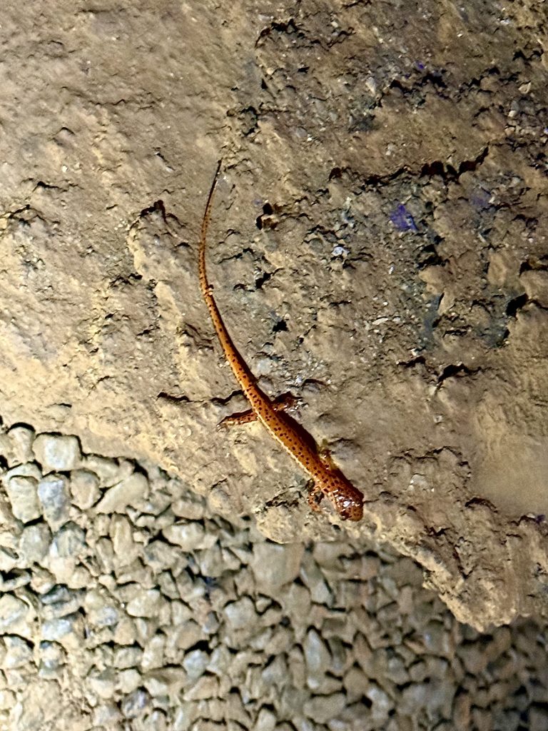 Cave salamander clinging to a rocky wall inside Raccoon Mountain Caverns near Chattanooga, Tennessee
