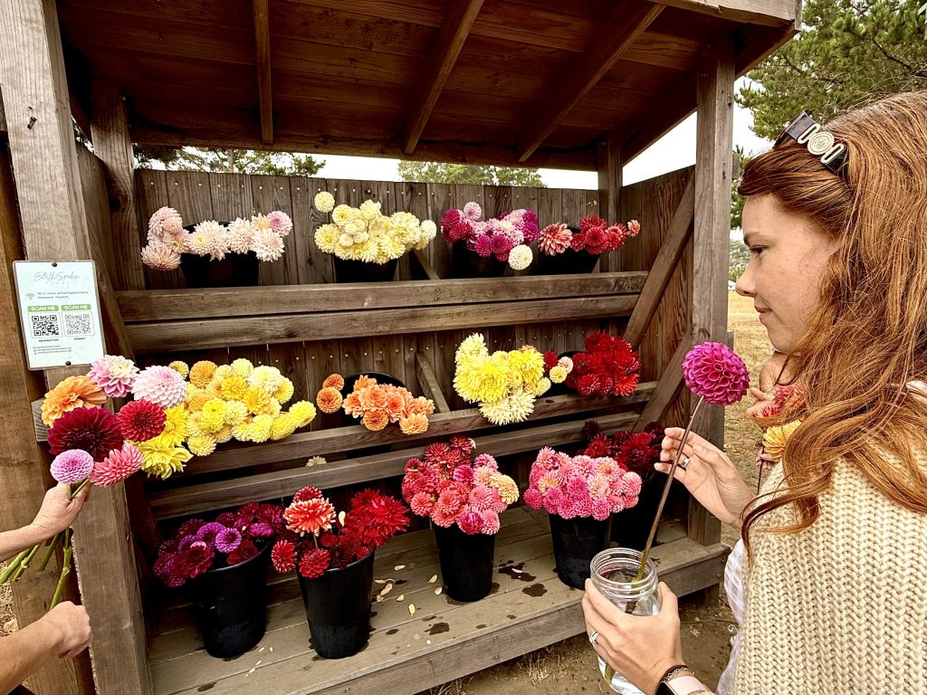 Woman choosing a pink dahlia from a colorful flower stand at EarthSpoke Farms in Mendocino, California