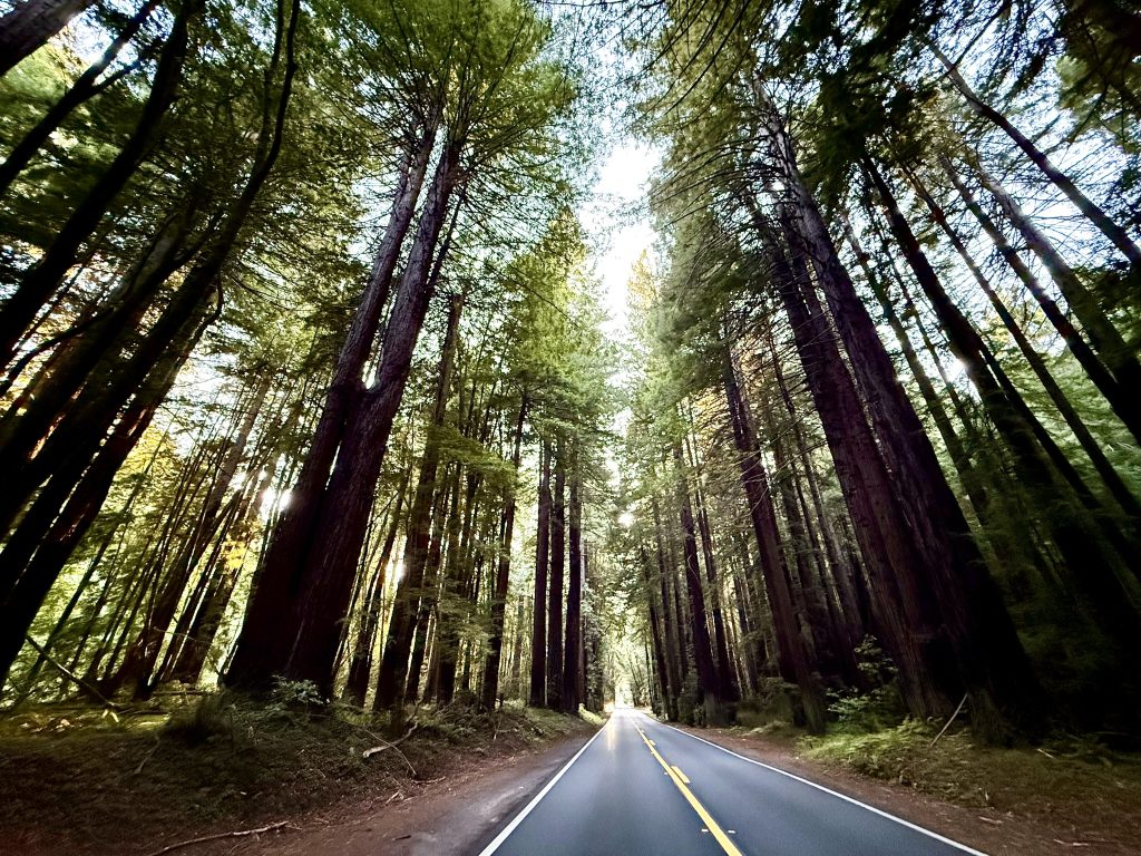 Scenic Highway 128 winding through towering redwoods on a girls weekend road trip to Mendocino, California