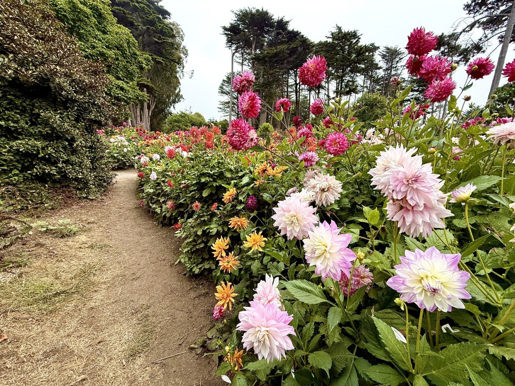 Colorful dahlias lining a garden path at Mendocino Coast Botanical Gardens during a girls weekend in Mendocino