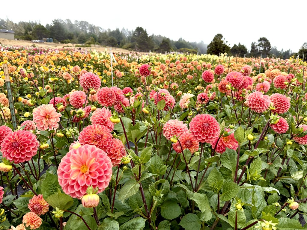 Colorful pink, coral, orange, and yellow dahlias blooming at EarthSpoke Farms in Mendocino, California