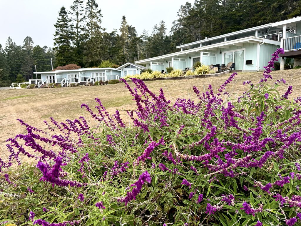 Seafoam Lodge in Mendocino with light blue guest rooms, landscaped grounds, and purple flowers in bloom